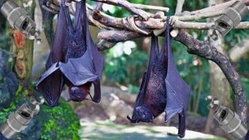 fruit bats deterrent bete tf spiral nozzles